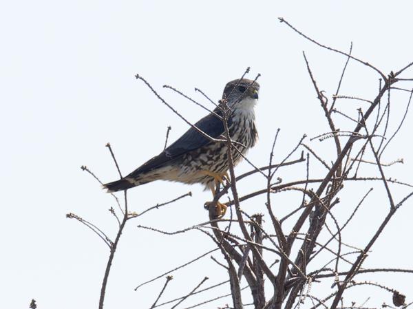 Smelleken (Falco columbarius)